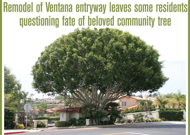 Remodel of Ventana entryway leaves some residents questioning fate of beloved community tree