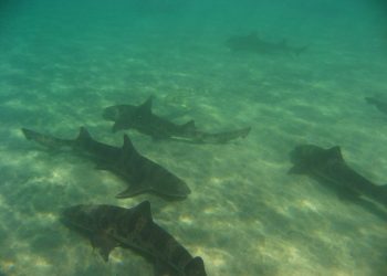 Palacios assumes role as new Mission Bay High athletic director