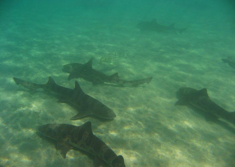 TIDELINES: Greater protection hits the spot for leopard sharks