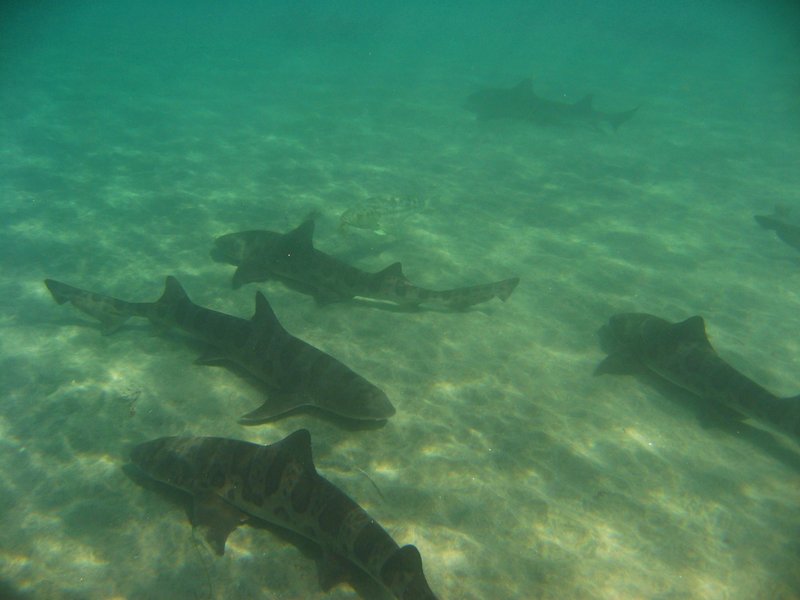 TIDELINES: Greater protection hits the spot for leopard sharks