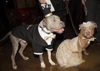 NIBBLES AND SIPS – Umo Sushi opens on Garnet, Wayfarer Bread earns national recognition