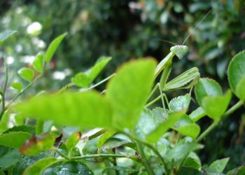 UCSD?students compete in Disney’s annual Imagineering competition