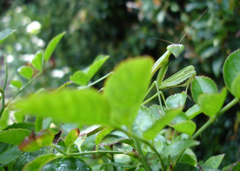 From my garden: Praying mantises offer protection from most aphids