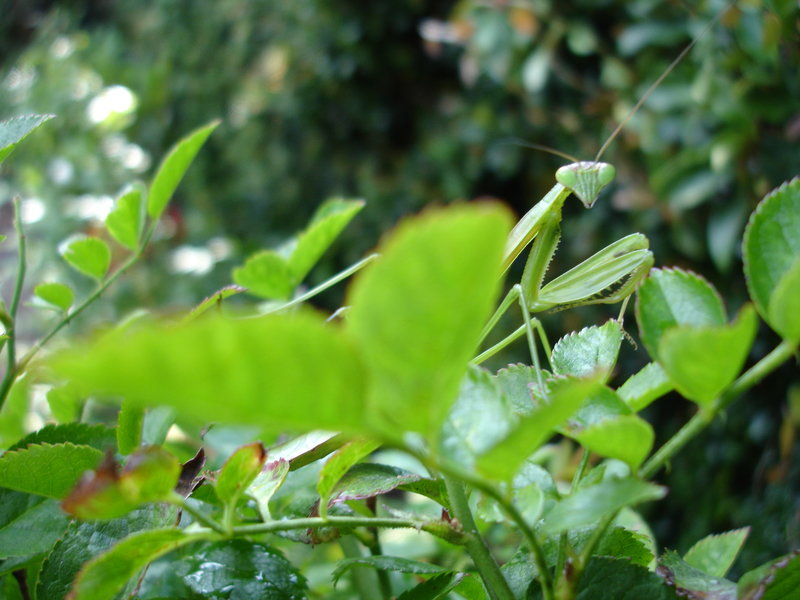 From my garden: Praying mantises offer protection from most aphids