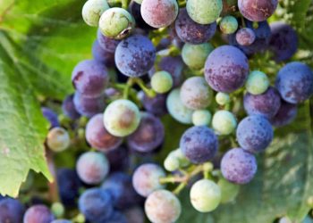 FROM MY GARDEN – Get ready now to grow grapes in the garden