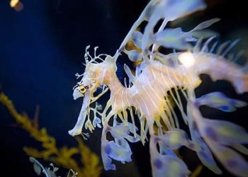 San Diego Mesa College to celebrate grand opening of remodeled Fine Arts Building