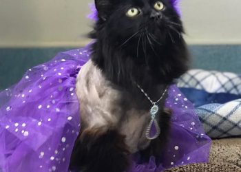 OMSurf 25th annual Classic Longboard Surfing Contest set for Sept. 15 in Pacific Beach