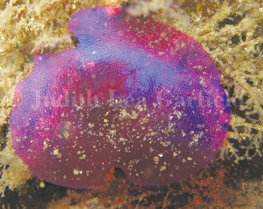 Real World' cast members make friends with San Diego