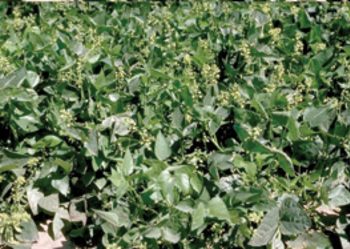 An illuminating experience