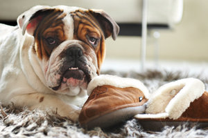 Vacation tips and facts for when you have to leave Fido at a boarding facility; what you should know.