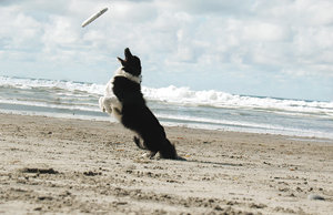 ‘Surf Dog’ competition returns Timely ‘Soccer Dog’ exhibition debuts