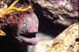 Politicians back I-15 high-speed rail route