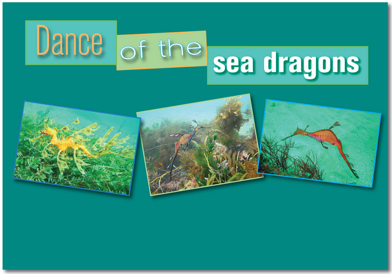 Dance of the sea dragons
