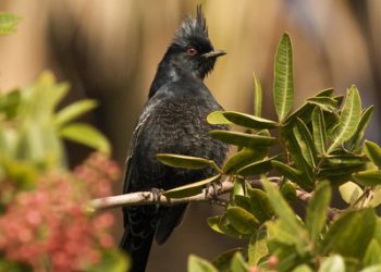 2010 San Diego Bird Festival lands in Marina Village