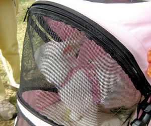 Vacation tips and facts for when you have to leave Fido at a boarding facility; what you should know.