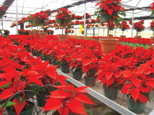 Wildcats, Huskers set to battle it out during Holiday Bowl Dec. 30