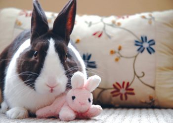 LISTENING TO YOUR ANIMALS: How to select and work with an animal communicator