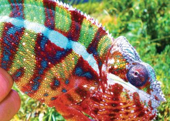 Parade of Lights sails Dec. 13 and 20