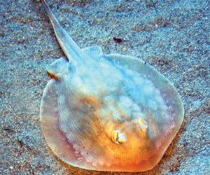 Human smuggling by sea is on the rise