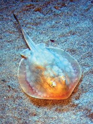 Stingray injuries spike at La Jolla beaches