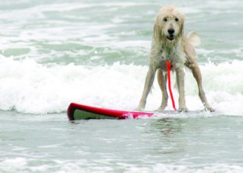 National shrine spruce-up