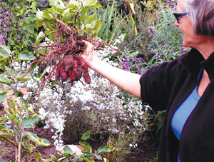 Vines that yield a sweet reward