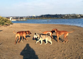 Bucs lax programs win first league titles