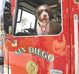 Canine hero lauded for ‘dogged determination’