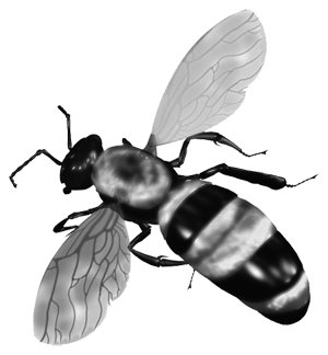 Guest commentary: A need for bees