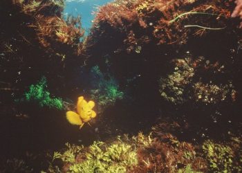 New PB apparel company puts the ‘phun’ in sportswear diversity