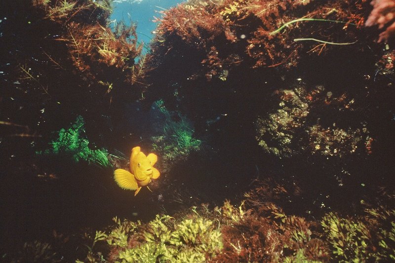 TIDE LINES: San Diego-La Jolla Underwater Park reserved for everyone