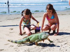 Hey, you ’guana take a dip?