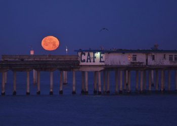 SeaWorld San Diego to shut down sea lion and otter shows