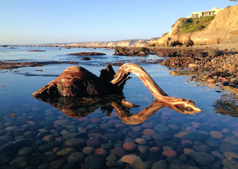 A swan? A sea monster?