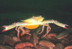 Crab chronicles: Still-life moments of a La Jolla Shores crustacean