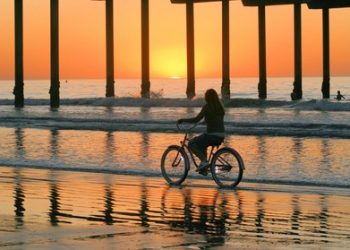Growing poinsettias, Flores de Noche Buena