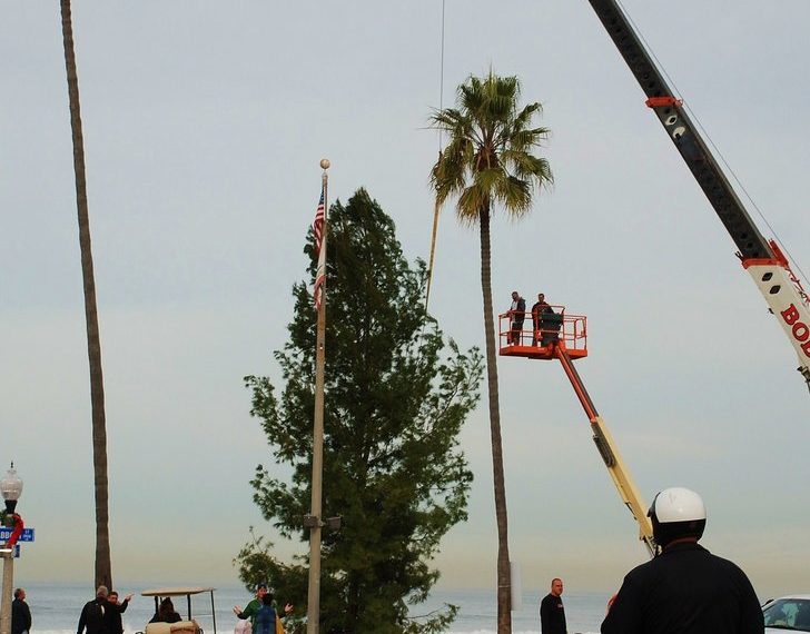 Community tree arrives to set stage for the holidays