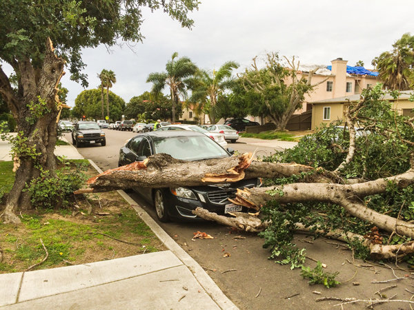 Tree falls on car in Pacific Beach