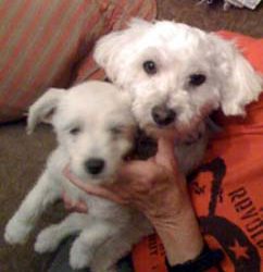 Taste of the Triangle will flavor the spring