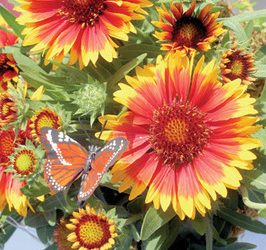 Vikes, Knights net run on volleyball courts