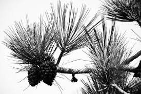 Get involved: Creek to Bay Cleanup to draw 6,000-plus volunteers April 26