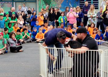 Dogs rescued from meat farm available for adoption