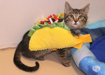 City Council votes to further study impact of short-term vacation rentals