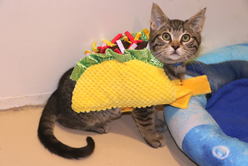 Animal shelters celebrate Howl-oween