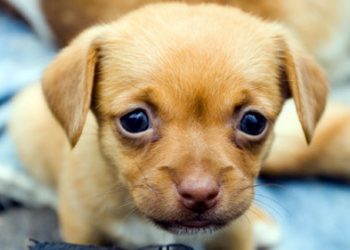 Sharing the love of reading with Lee’s Little Lending Library in Pacific Beach