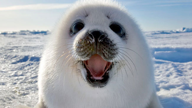 Prelim set for man in killing of seal pup