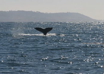 San Diego Humane Society opens behavior center and other business briefs