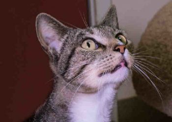 The fun spectacle of Spice Pistols parties at Brick by Brick