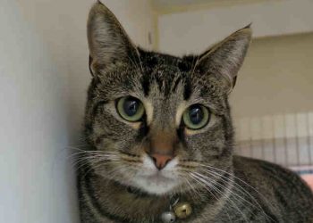 Arts Around La Plaza: La Jolla’s newly-renovated gathering, exhibition space