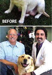 Some dogs are from heaven